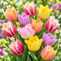 Tulipe Frisée mélange – 7 bulbes