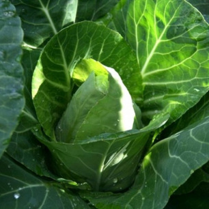 Chou cabus Coeur de Bœuf à pomme ovale récoltée au potager au printemps