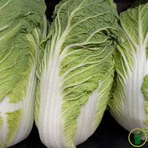 Chou de Chine Pe-Tsaï Wong Bok pommé, feuilles vert tendre 