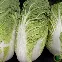 Chou de Chine Pe-Tsaï Wong Bok pommé, feuilles vert tendre 