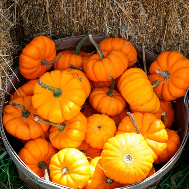 Mini-citrouilles orange Courge Jack be Little (Pomarine) sur pied au potager