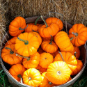 Courge Jack be Little (Pomarine) – 10 graines