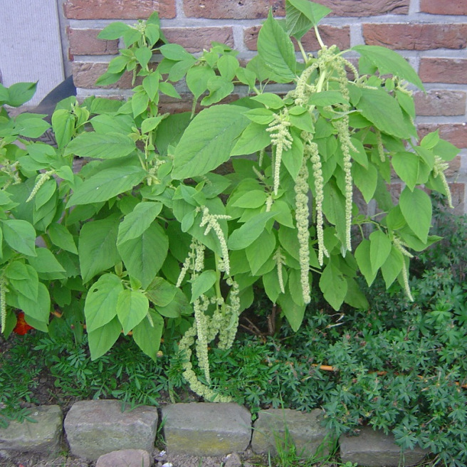 Longs épis retombants vert pâle de l'Amarante caudatus Viridis Green