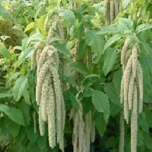 Longs épis retombants vert pâle de l'Amarante caudatus Viridis Green