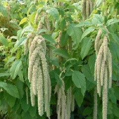 Amarante caudatus Viridis Green 800 graines