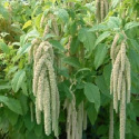 Amarante caudatus Viridis Green 800 graines