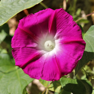Fleur rouge en trompette de l'Ipomée grimpante Scarlet O'Hara