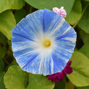 Fleur tricolore blanche et bleue de l'Ipomée Flying Saucers