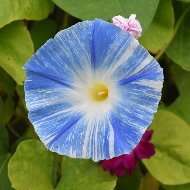 Fleur tricolore blanche et bleue de l'Ipomée Flying Saucers