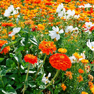 Mélange fleuri Orange Magic, prairie fleurie du jaune à l'orange