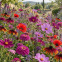 Mélange de fleurs Passion Pourpre, massif de prairie fleurie pourpre