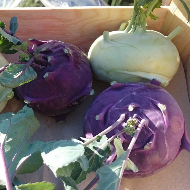 Chou rave violet Delicatess, rave bleutée et feuillage vert violet au potager
