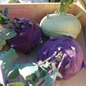 Chou rave Delicatess Violet 300 graines
