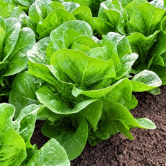 Laitue Romaine Verte Maraichère 2 grammes