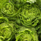 Laitue Romaine Verte Maraichère aux feuilles vert tendre et cœur pommé