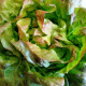 Laitue pommée Reine de Mai à petite pomme dense, feuilles vert clair teintées de rouge