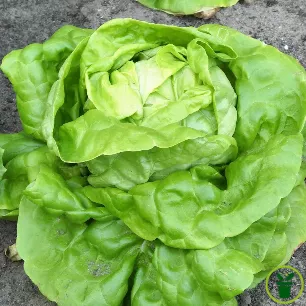 Laitue pommée Appia à pomme vert blond volumineuse et feuilles fines croquantes