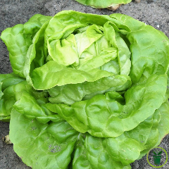 Laitue pommée Appia 2 grammes