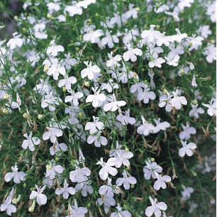 Lobelia pendula White Cascade, petites fleurs blanches en cascade sur tiges retombantes
