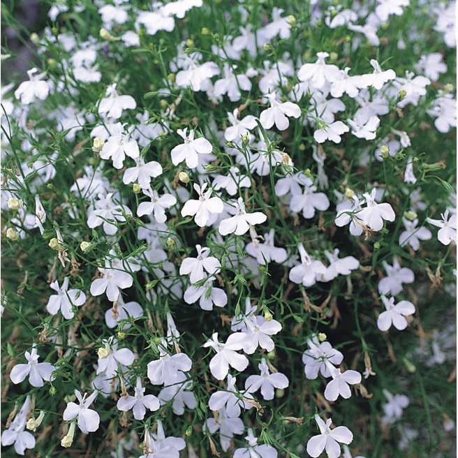 Lobelia pendula White Cascade, petites fleurs blanches en cascade sur tiges retombantes