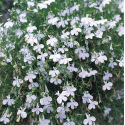 Lobélia pendula Blanc 4000 graines