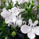 Lobelia pendula White Cascade, petites fleurs blanches en cascade sur tiges retombantes