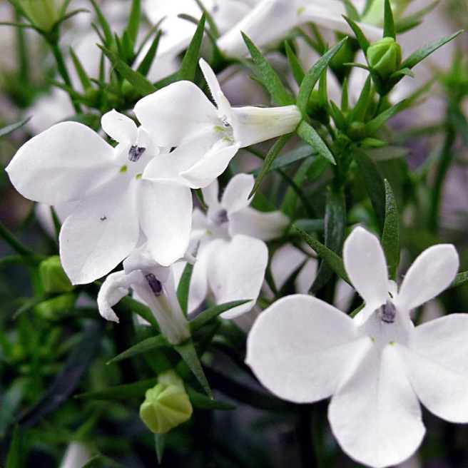 Lobelia pendula White Cascade, petites fleurs blanches en cascade sur tiges retombantes