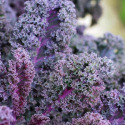 Chou frisé - Kale Scarlet (pourpre) 300 graines