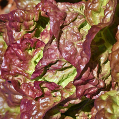 Graines de Laitue Batavia Rouge Grenobloise pour semis au potager