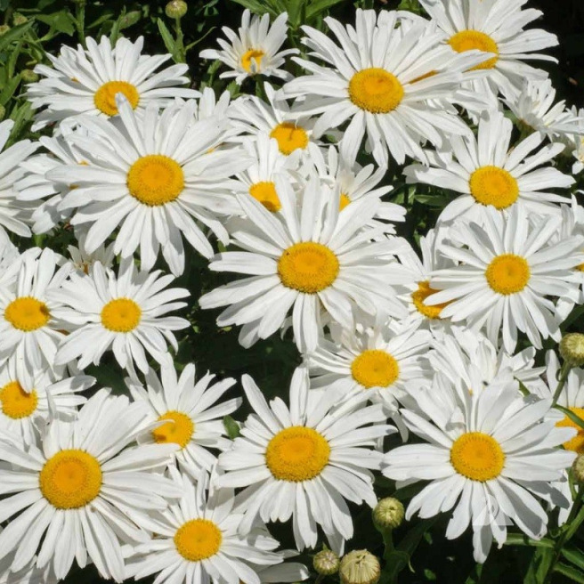 Chrysanthème Silver Princess, marguerite naine blanche au cœur jaune