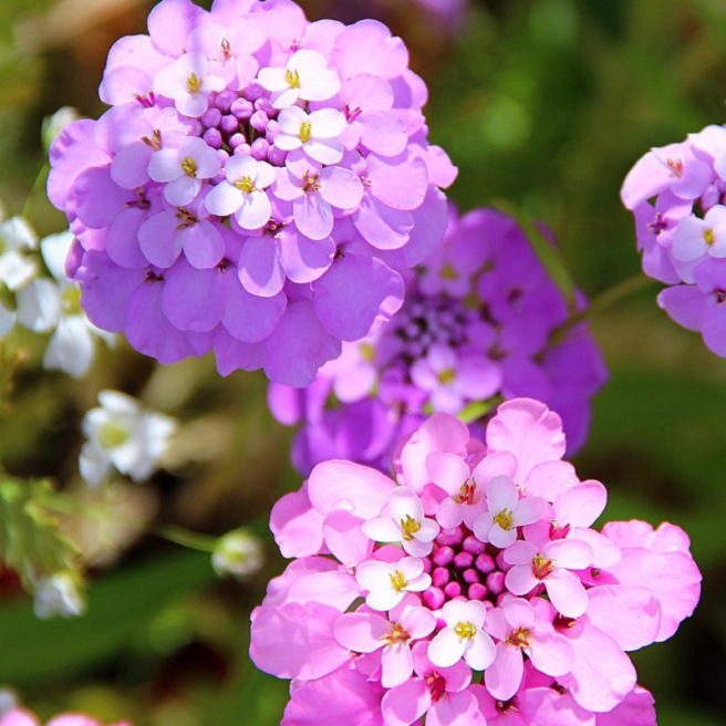 Ibéris umbellata rose 300 graines