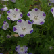 Fleurs blanches tachetées de violet du Nemophila Maculata en fleur