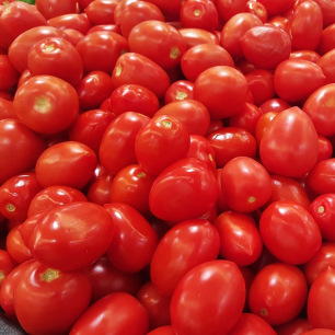 Graines de Tomate Roma VF, tomates allongées rouges résistantes au mildiou