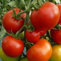 Tomate Moneymaker 60 graines