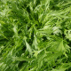 Feuilles dentelées du mizuna vert, chou japonais ancien au potager