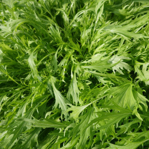 Feuilles dentelées du mizuna vert, chou japonais ancien au potager