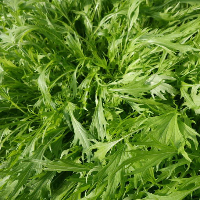 Feuilles dentelées du mizuna vert, chou japonais ancien au potager