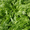 Mizuna Vert - Chou japonais 2 grammes
