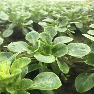 Rosettes de mâche Coquille de Louviers aux feuilles en cuillère au potager
