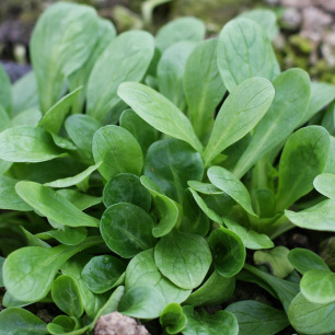 Rosettes de Mâche à Grosse Graine aux larges feuilles vert tendre au potager