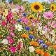 Mélange de fleurs pour prairie fleurie bouquet et massif