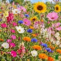 Mélange de fleurs pour bouquet et massif 2 grammes