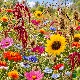 Prairie fleurie pour oiseaux : tournesols, cosmos et cardères en graines