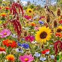 Mélange de fleurs pour oiseaux 2 grammes