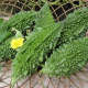 Fruits verts et bosselés de la courge Bittergourd (melon amer) sur sa liane