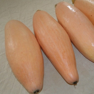 Courge Jumbo Pink Banana : gros fruit allongé rose pâle, chair orange sucrée
