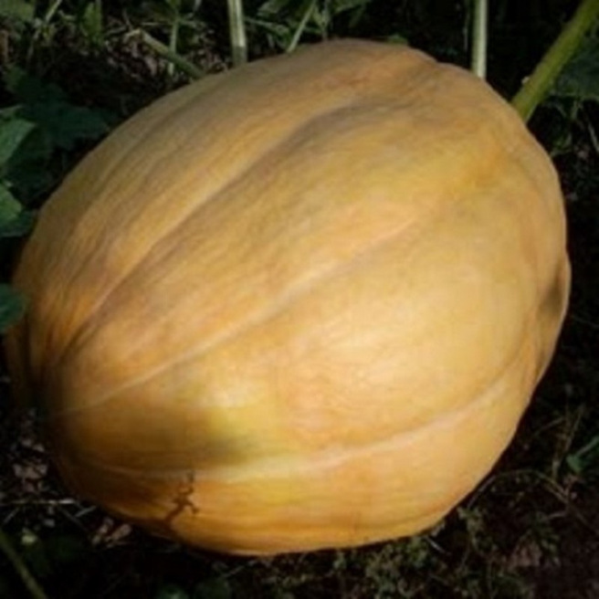 Potiron Big Max géant à peau orange clair, gros fruit rond au potager 