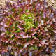Laitue Red Salad Bowl à couper, feuilles pourpres, graines à semer