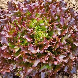 Laitue Red Salad Bowl à couper, feuilles pourpres, graines à semer