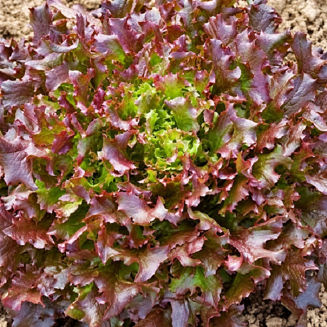 Laitue Red Salad Bowl à couper, feuilles pourpres, graines à semer